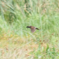 Picture by Zoe Landau 2025 Annual Grass Owl survey Nachtwacht